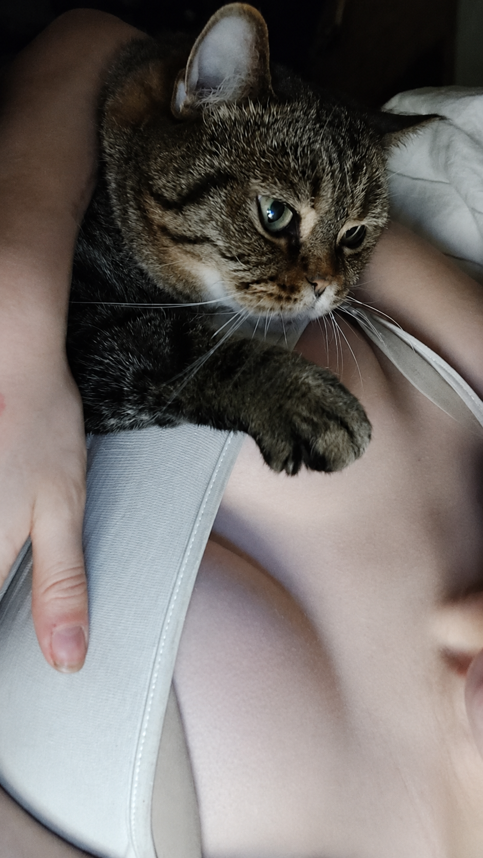 ≽^•⩊•^≼