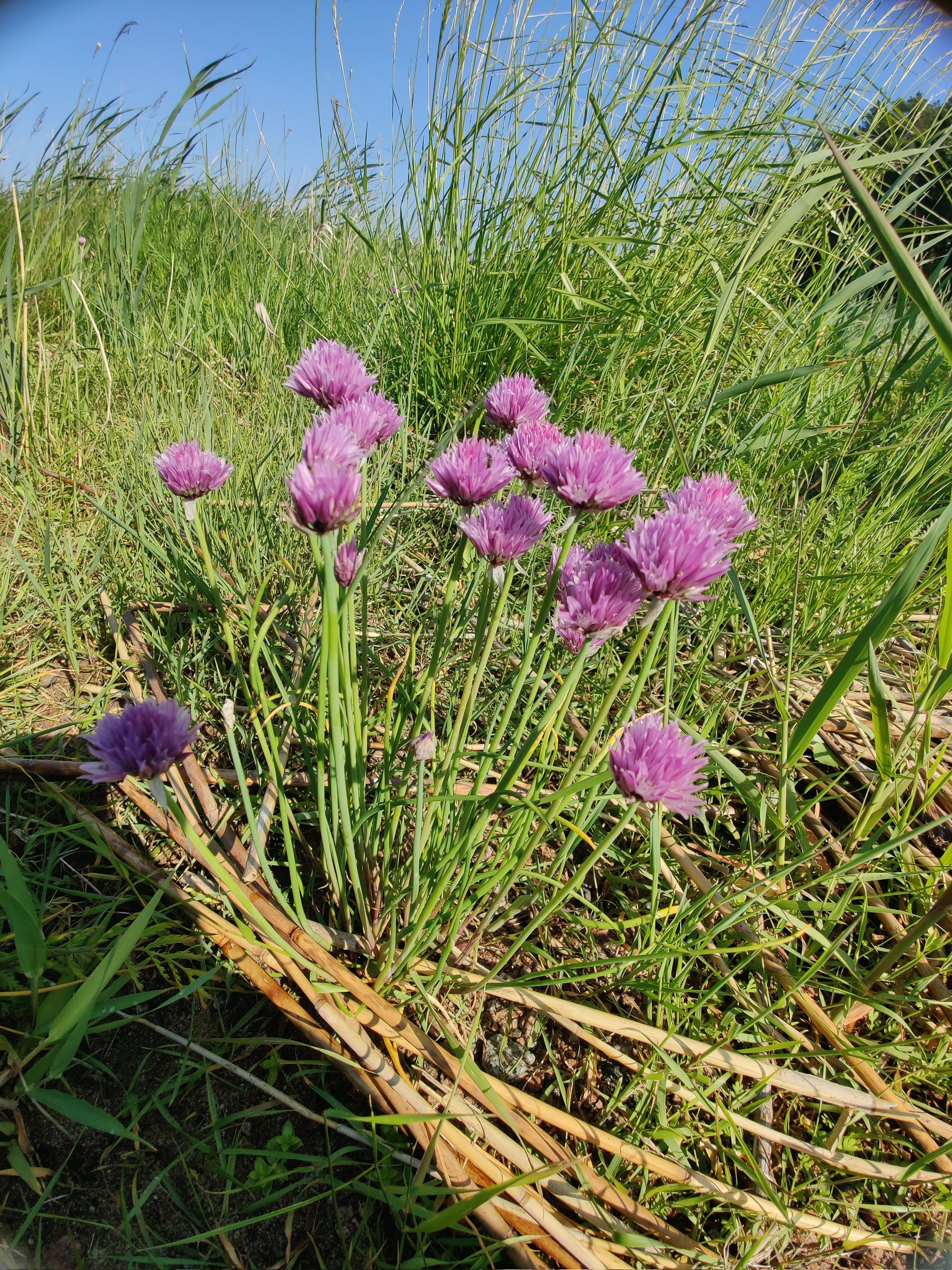 Chives