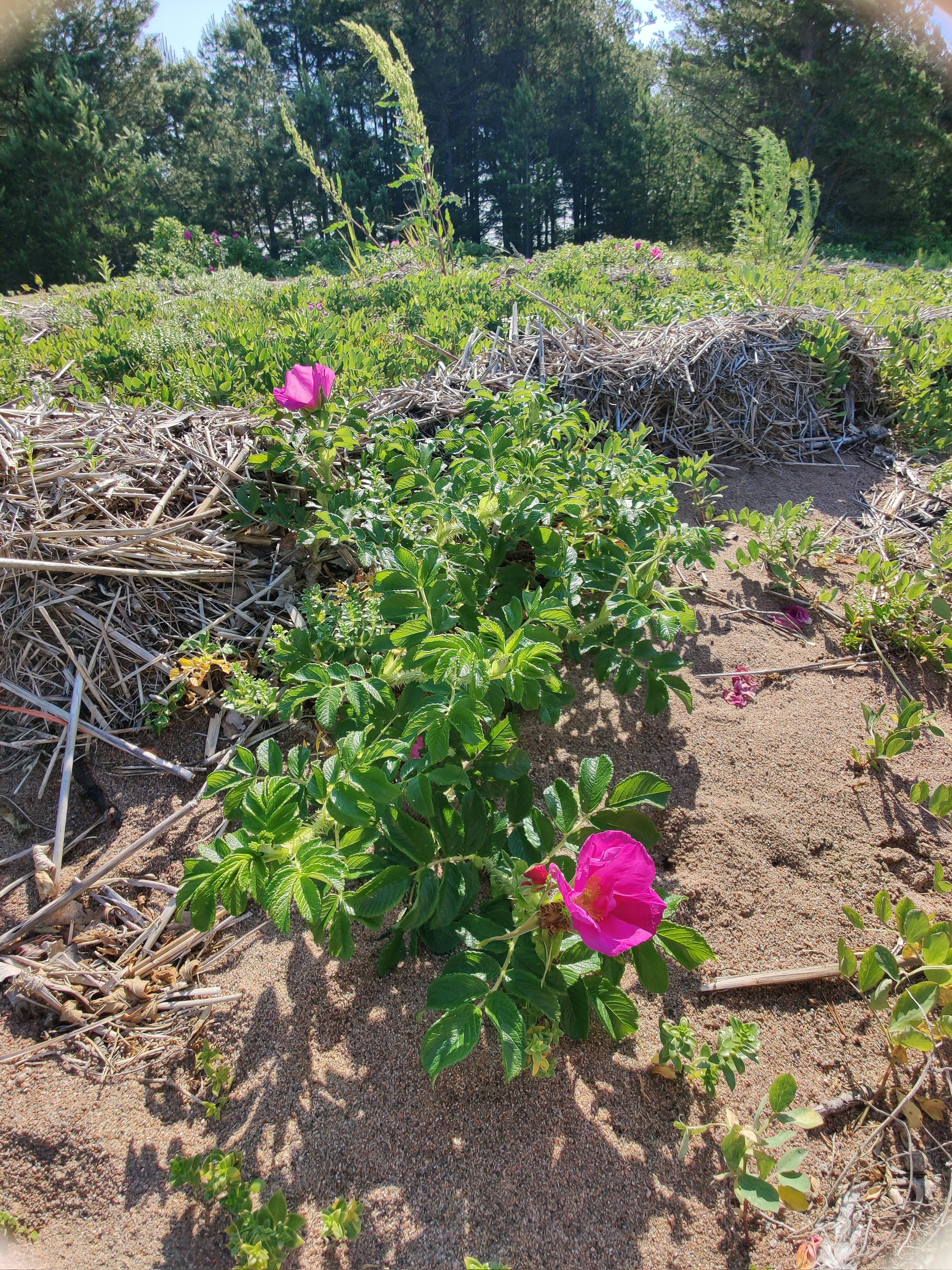 Rosa rugosa