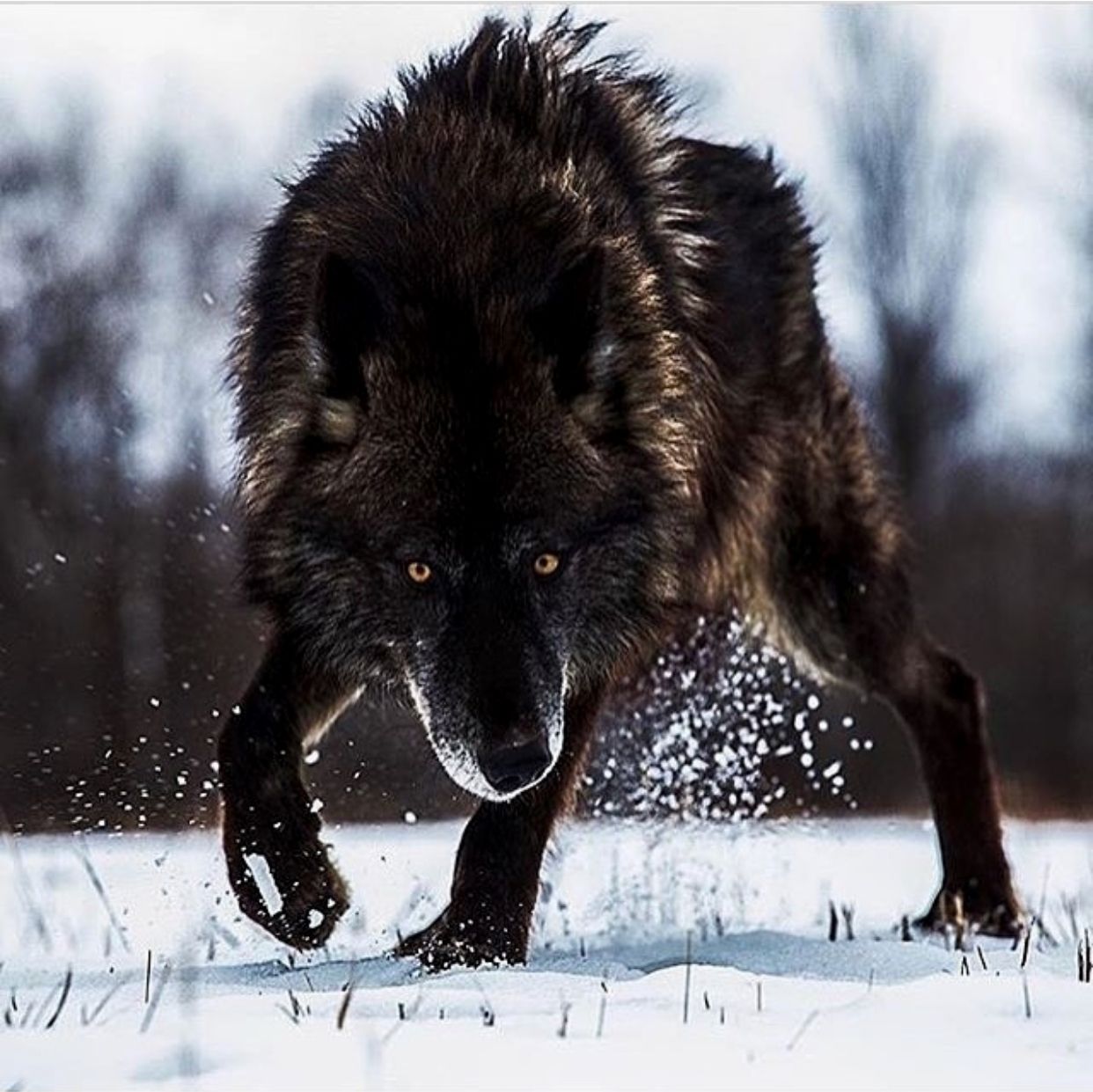 Black wolf