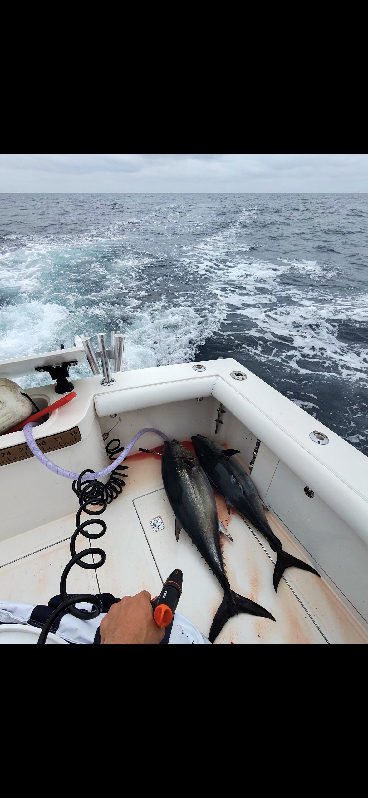 tuna